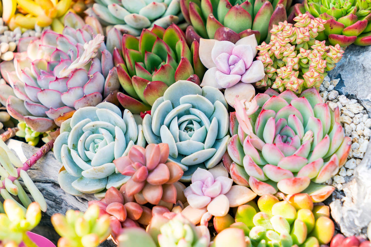 Colorful and growing miniature succulent plants as though to signify growth through a yoga practice